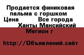 Продается финиковая пальма с горшком › Цена ­ 600 - Все города  »    . Ханты-Мансийский,Мегион г.